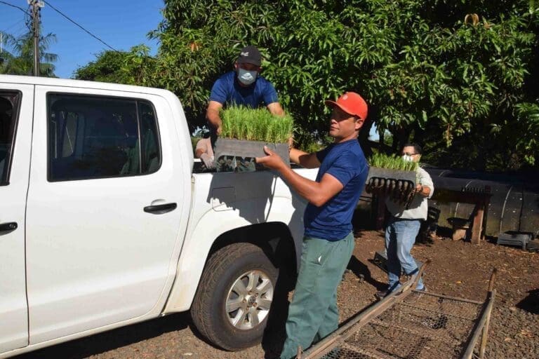 Vale do Ivaí terá plantio 3.5 mil mudas de Araucárias