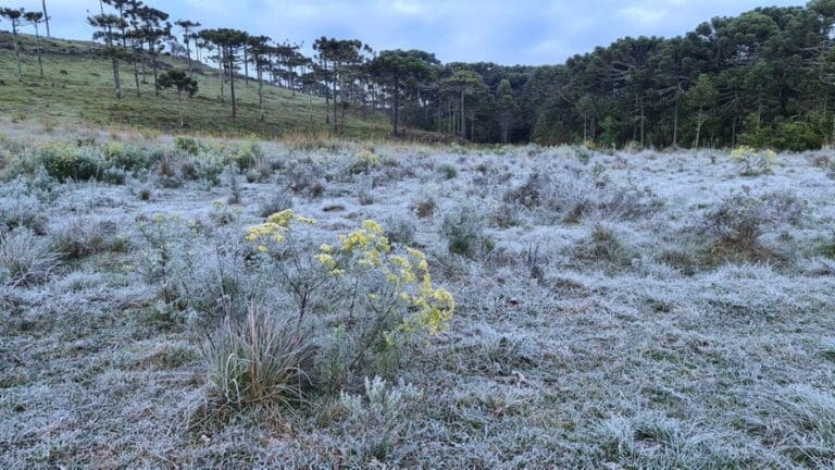 Cidades catarinenses amanhecem com temperaturas abaixo de 0º C