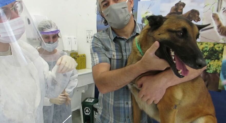 Cães testam positivo para Covid-19 no Paraná
