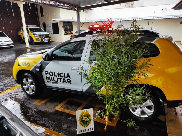 PM apreende pé de maconha com quase dois metros de altura