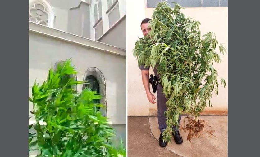 Padre faz denúncia e polícia retira pé de maconha plantado ao lado de igreja