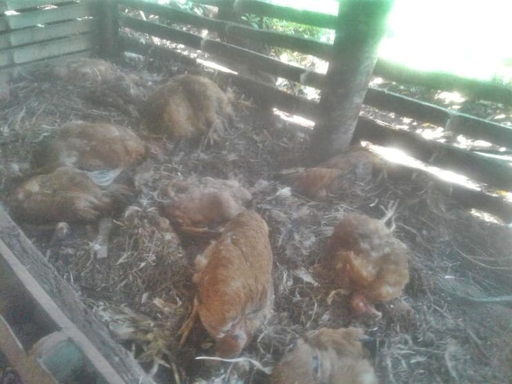 Produtor rural do Vale do Ivaí diz que onça pintada atacou seu galinheiro