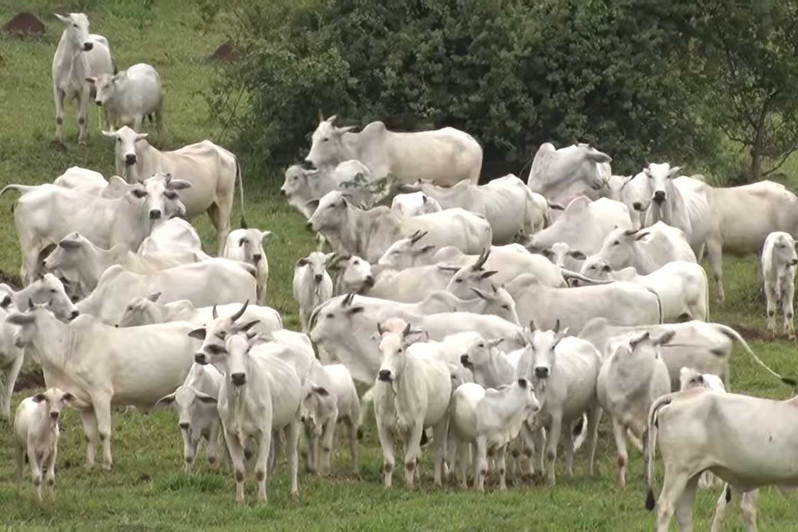 Ladrões roubam gado