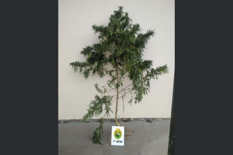 Pé de maconha de mais de dois metros é apreendido pela PM