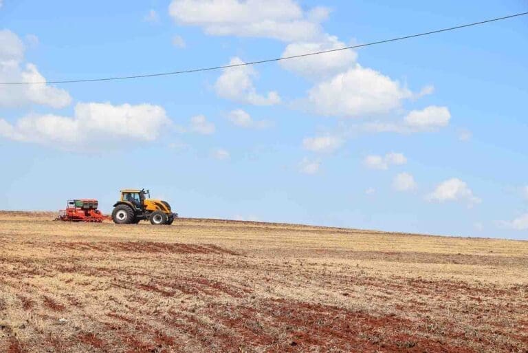 Com preço em alta, milho safrinha ganha espaço