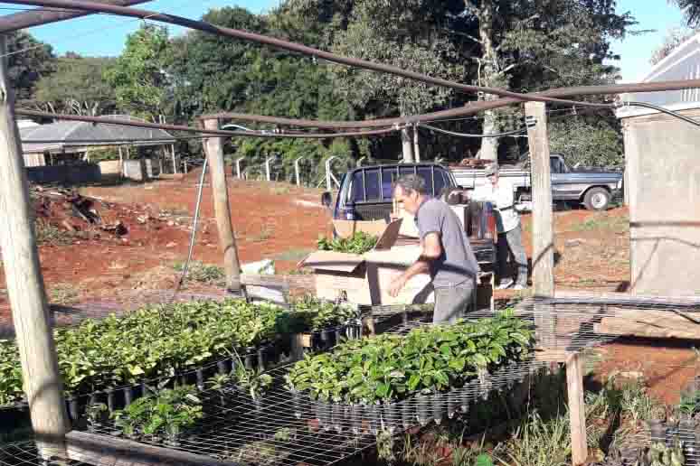 Programa entrega 40 mil mudas de café em Jardim Alegre