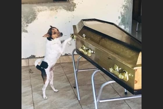 Cachorro chora morte da dona em velório na Bahia