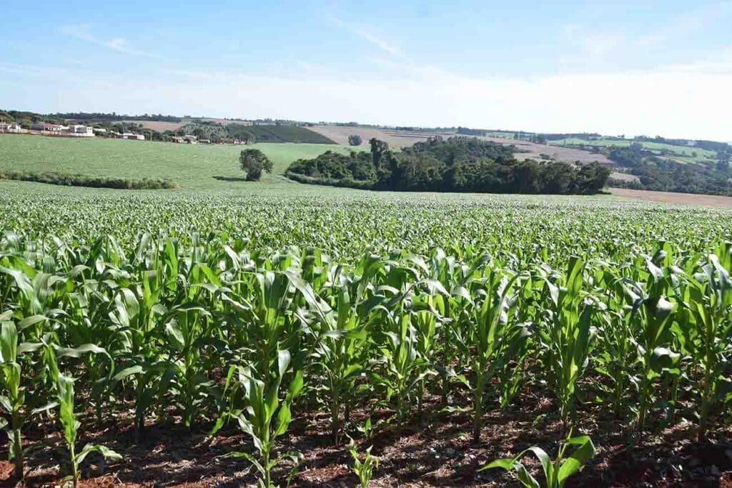 Clima seco coloca em risco produção do milho safrinha
