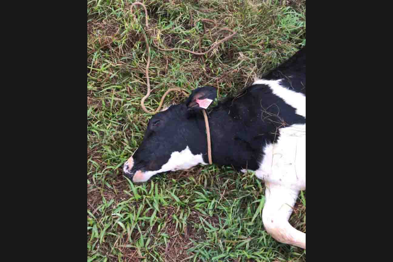 Bezerras morrem enforcadas em tentativa de furto em Ivaiporã