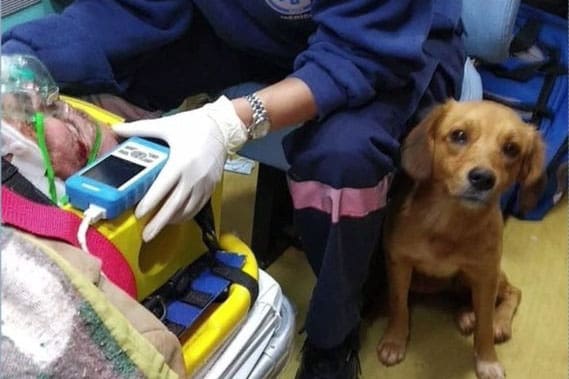 Cachorrinha entra em ambulância e aguarda tutor no hospital