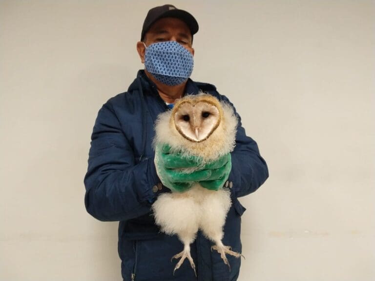 Meio Ambiente resgata filhote de coruja dentro da Prefeitura de Ivaiporã