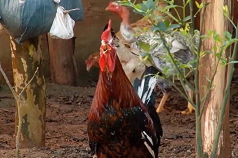 Após incomodar vizinho, galo virá caso de polícia em Ivaiporã