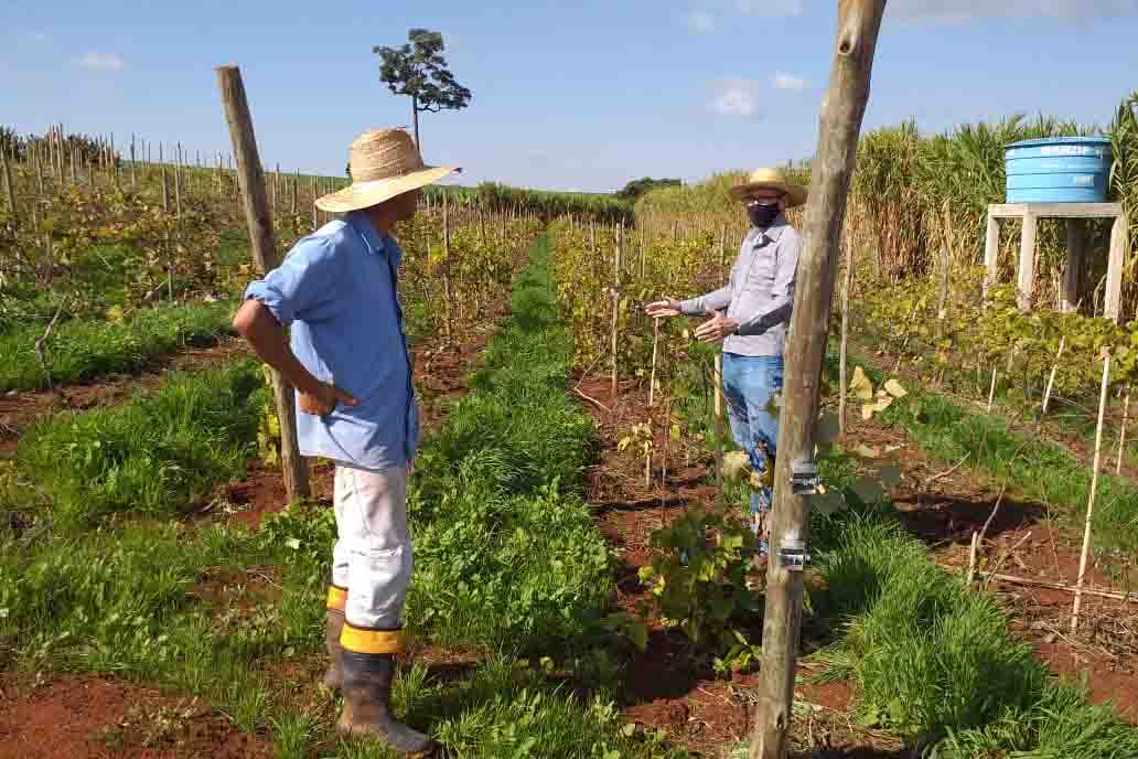 Agricultura familiar de Ivaiporã recebe consultoria tecnológica
