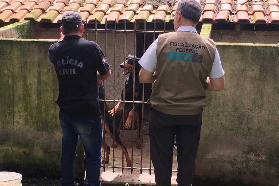 Paraná registra aumento de denúncias de maus-tratos contra animais