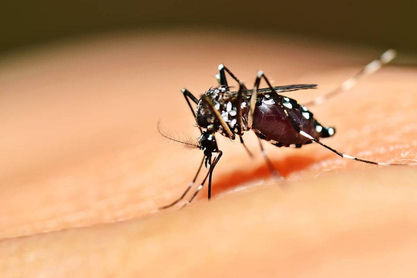 novos óbitos provocados pela dengue
