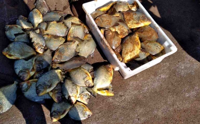 Piranhas são encontradas no lago do Parque Jardim Botânico, em Ivaiporã