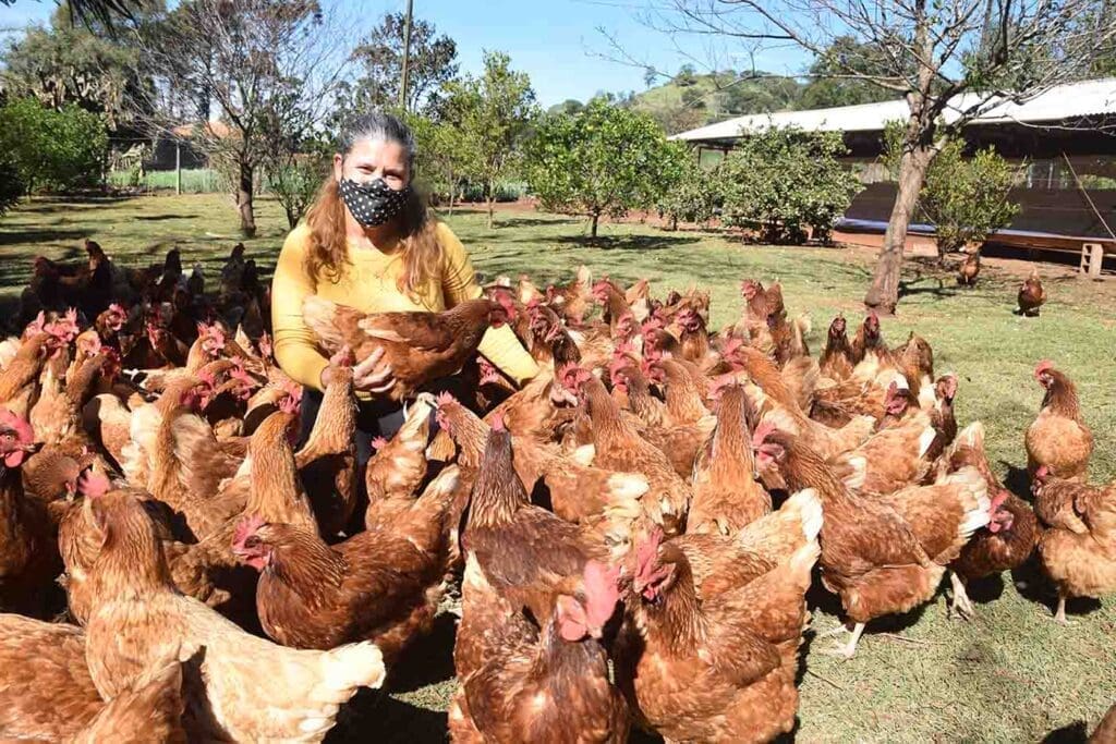 Psicóloga aposentada de Jardim Alegre aposta produção de ovos caipiras