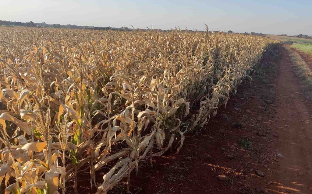 Região vai deixar de movimentar R$ 280 milhões com quebra do milho safrinha