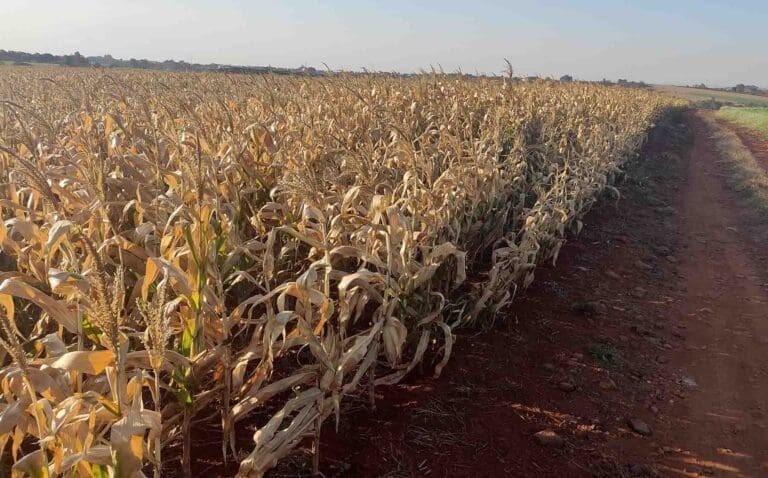 Região vai deixar de movimentar R$ 280 milhões com quebra do milho safrinha