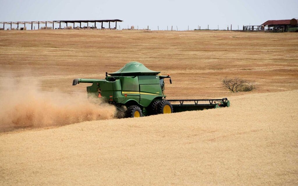 Quebra no trigo pode chegar a 30% na região de Ivaiporã