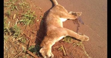 Felinos morrem atropelados em rodovias do Vale do Ivaí