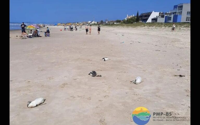 Animais marinhos são encontrados mortos ou feridos no litoral do Paraná