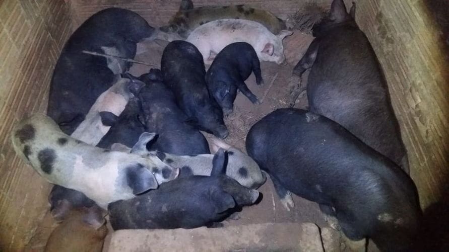 Criminosos furtam porcos em chácara de Jardim Alegre