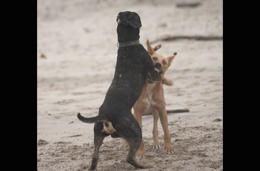 'Briga de cães’ gera confusão entre vizinhas