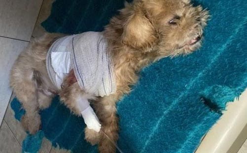 Cachorro encontrado com faca cravada no corpo