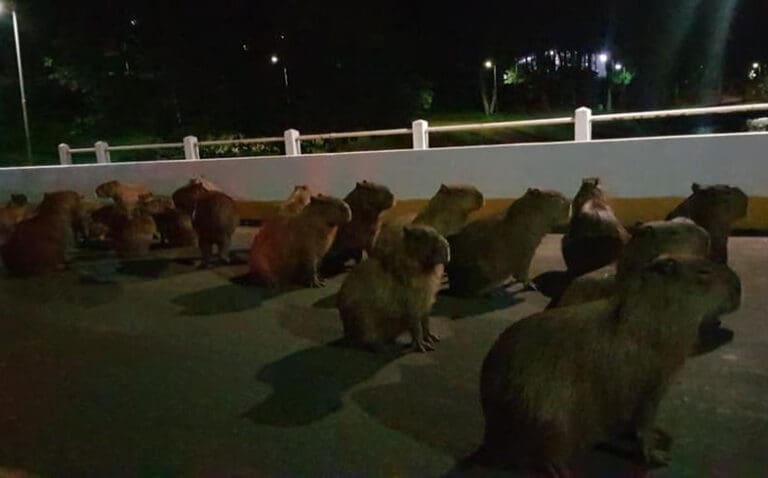 motorista atropela capivaras na barragem do Lago Jaboti