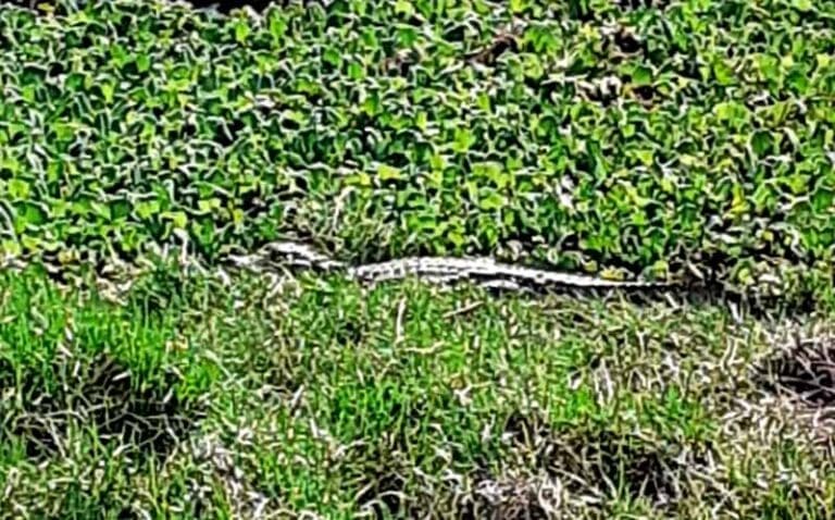 Jacaré é encontrado em caixa de contenção de água no Paraná