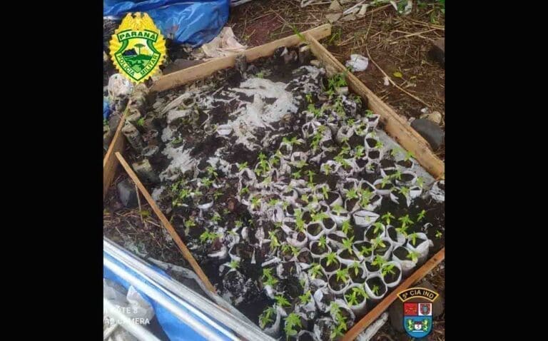PM localiza mais de 260 mudas de maconha