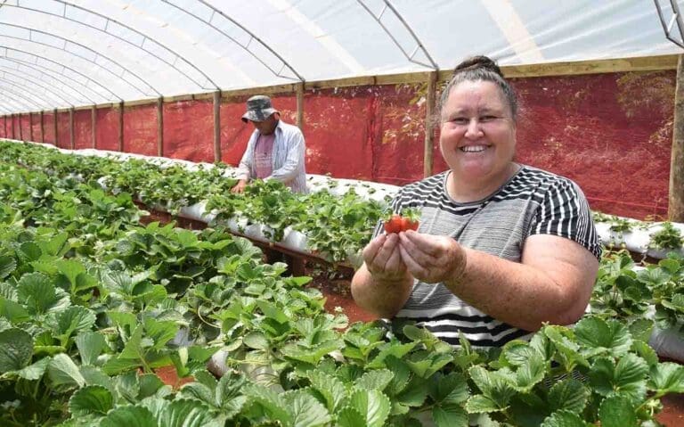 Diversificação da agricultura, caminho rentável para pequenas propriedades