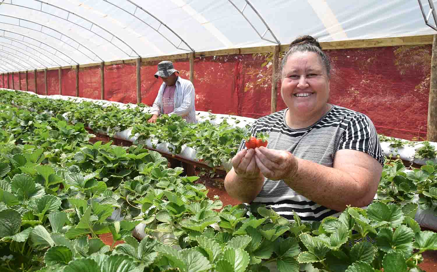 Diversificação da agricultura, caminho rentável para pequenas propriedades