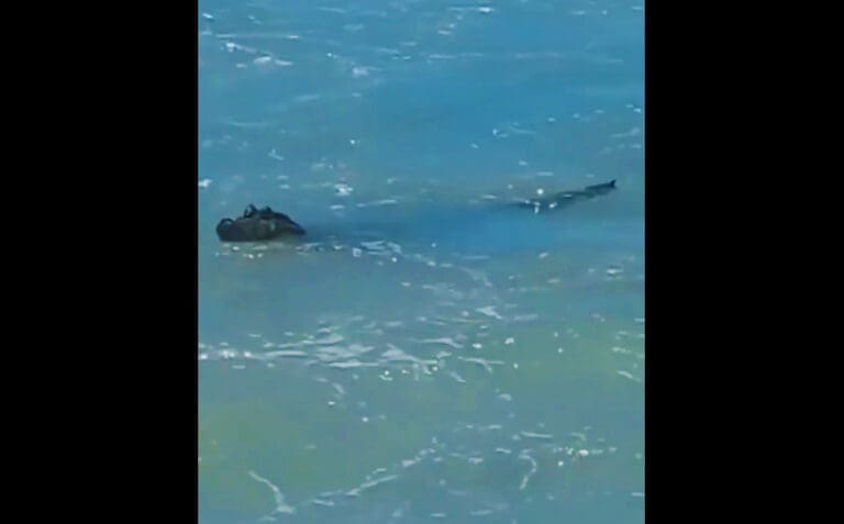 Jacaré florianópolis