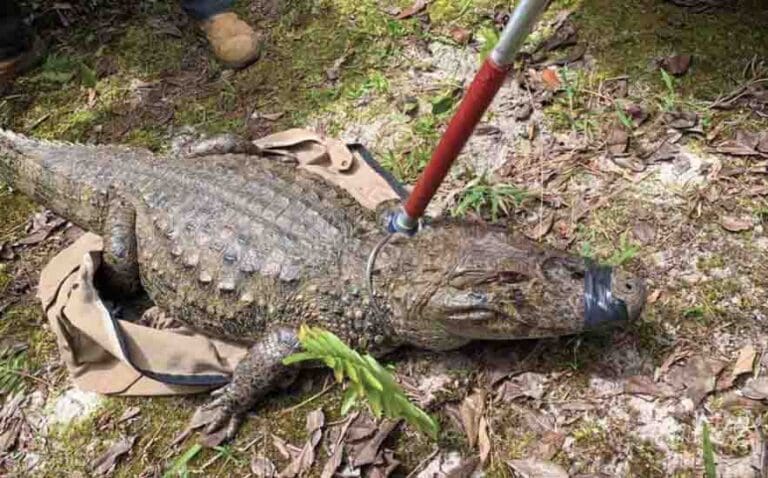 IAT resgata jacaré-do-papo-amarelo em Matinhos