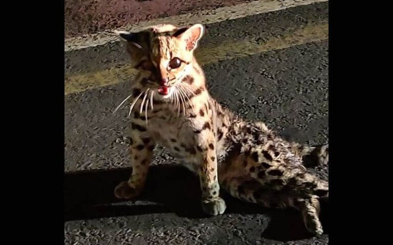 Felino resgatado em Arapongas