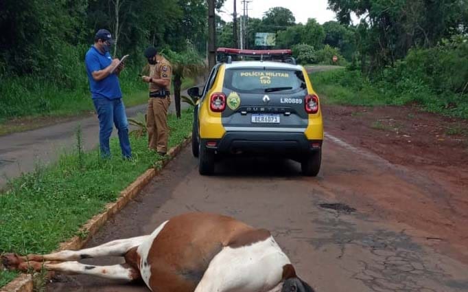 Cavalo atropelado