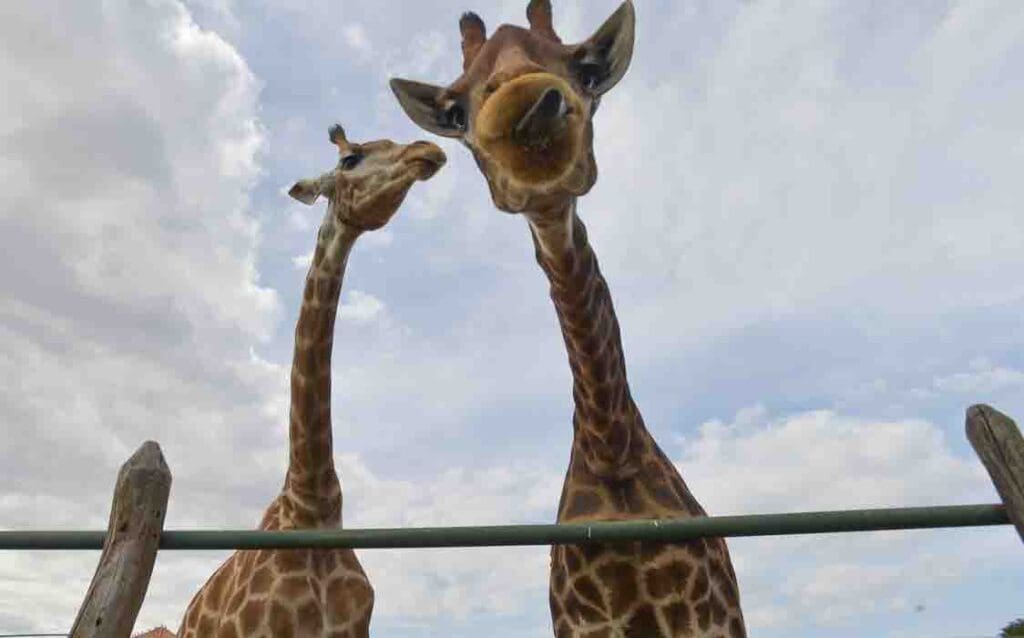 girafas