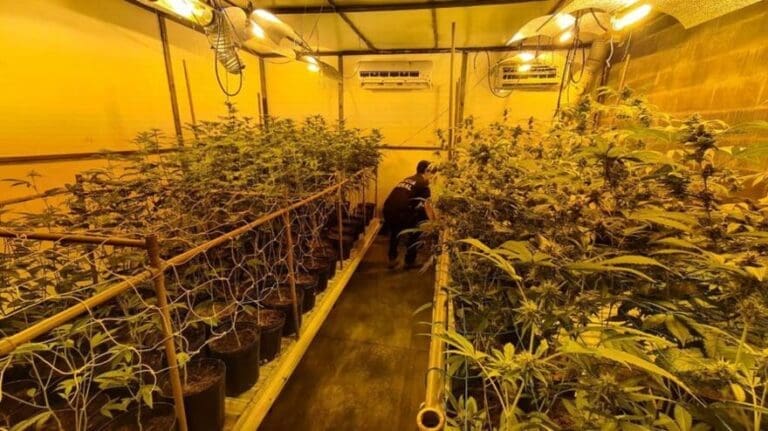 Maconha esetufa londrina