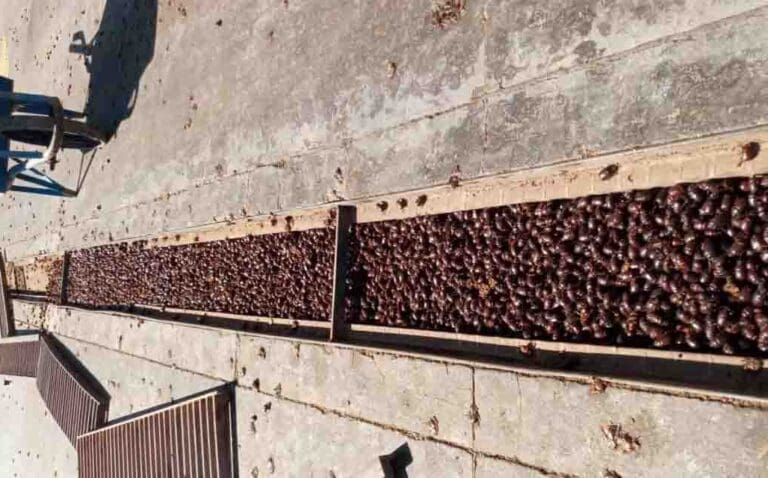 Invasão de Besouros