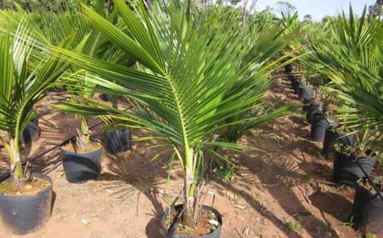 Vivieiro de mudas alvo de furto