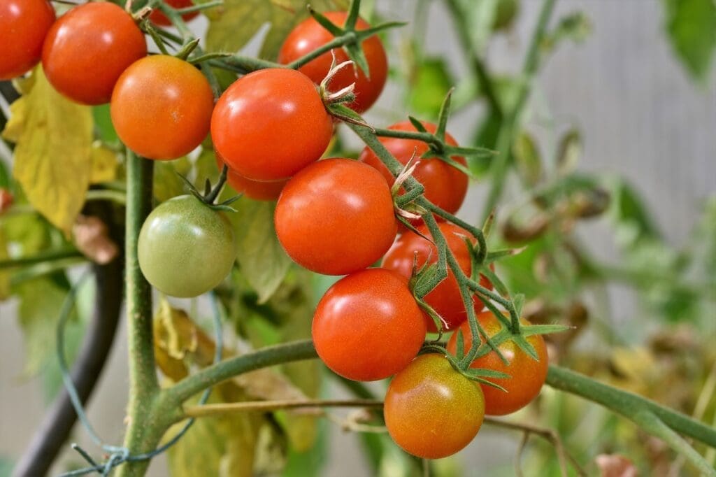 furto de tomates