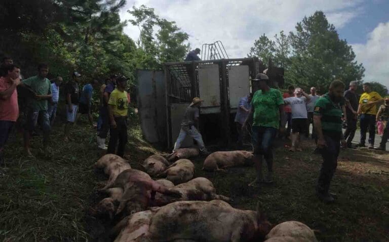 carreta com suínos tomba