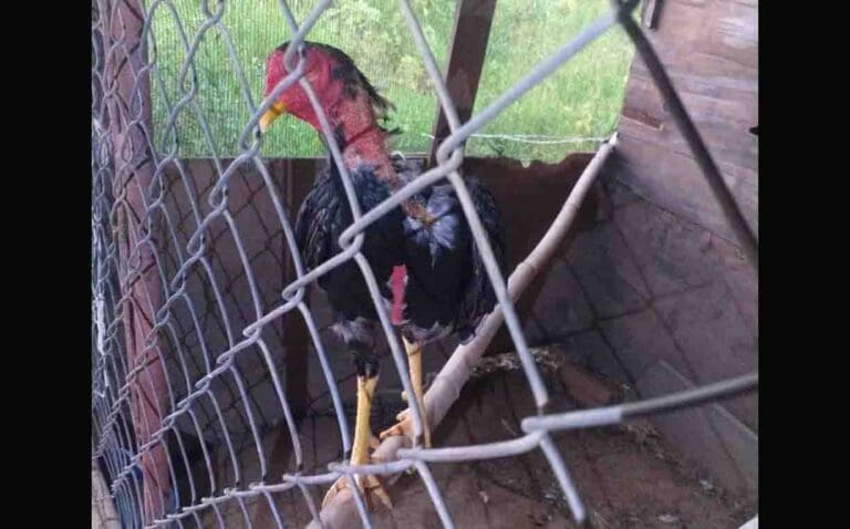 rinha de galo