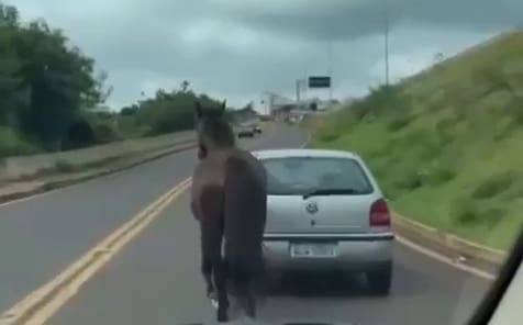 Polícia Civil está investigando o motorista de um Gol, que foi flagrado quando puxava um cavalo amarrado ao veículo na BR-277