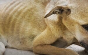 Imagem ilustrativa de Cachorro encontrado pela Polícia Militar durante atendimento de denúncia de maus-tratos em Ivaiporã