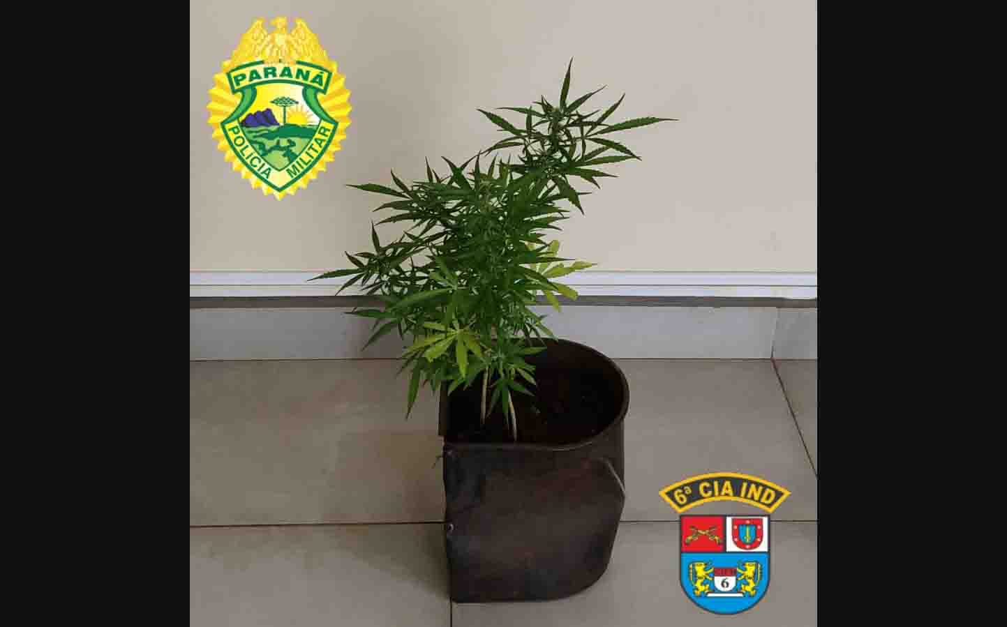pé de maconha