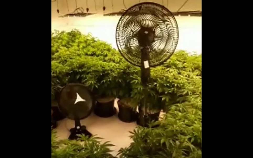 maconha