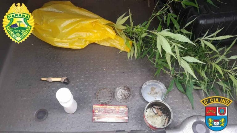 Pés de maconha aprendidos / Foto: PMPR